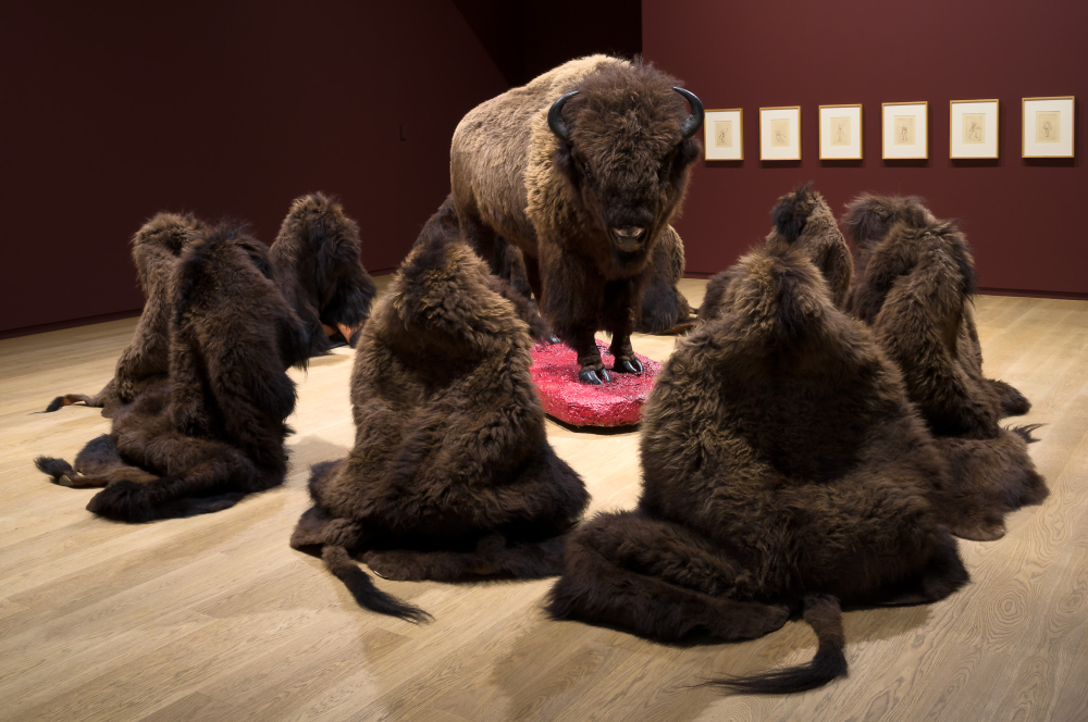 Buffalo hides arranged in a circle around a taxidermied buffalo